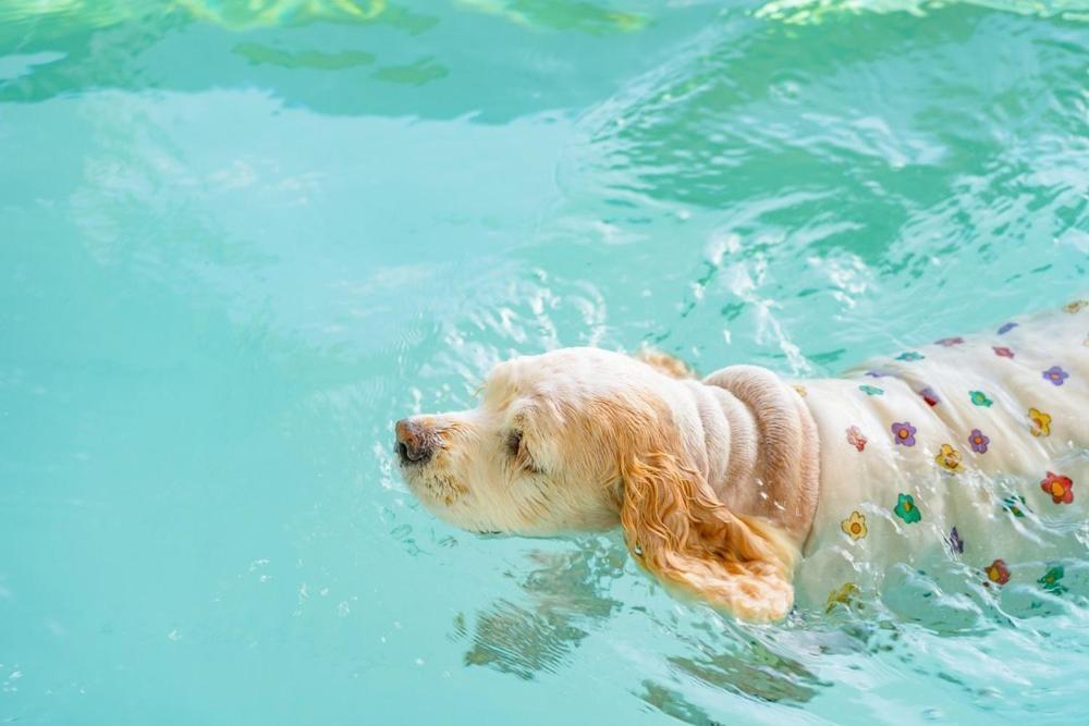 Taean Dog Day Pet Pool Villa Ngoại thất bức ảnh